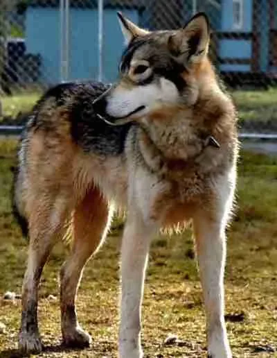 A dog with the head of a wolf, standing outdoors on grass near a blue fence.
