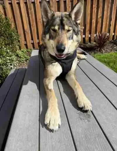 A smiling Siberian Husky dog lying on a wooden deck, wearing a black harness, with a wooden fence and some plants in the background.