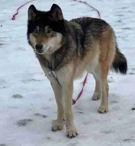A dog, possibly a Husky mix, standing on snow with a red leash attached.