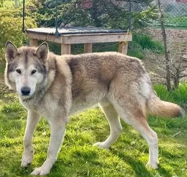 A Siberian Husky standing outdoors on grass in a backyard.