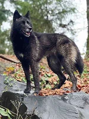 A black dog standing on a rock surrounded by fallen leaves and trees in the background.