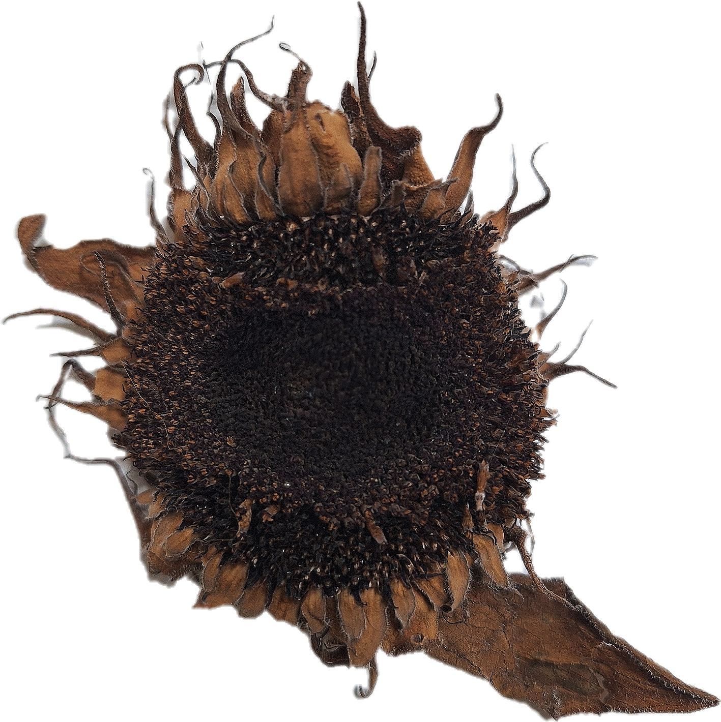A dried sunflower with brown petals and a dark center, isolated on a white background.