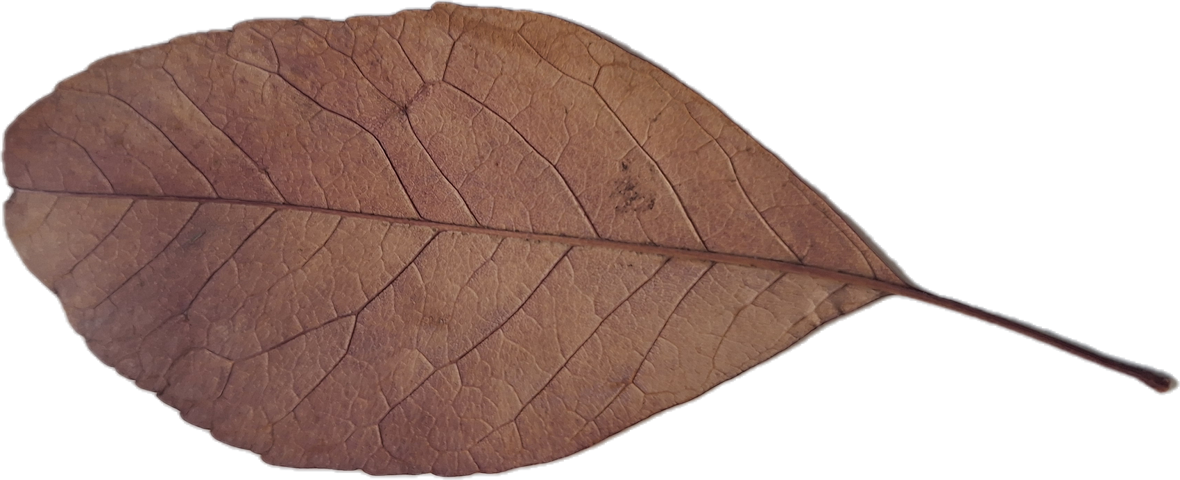 Close-up of a brown, dry, textured leaf with visible veins.