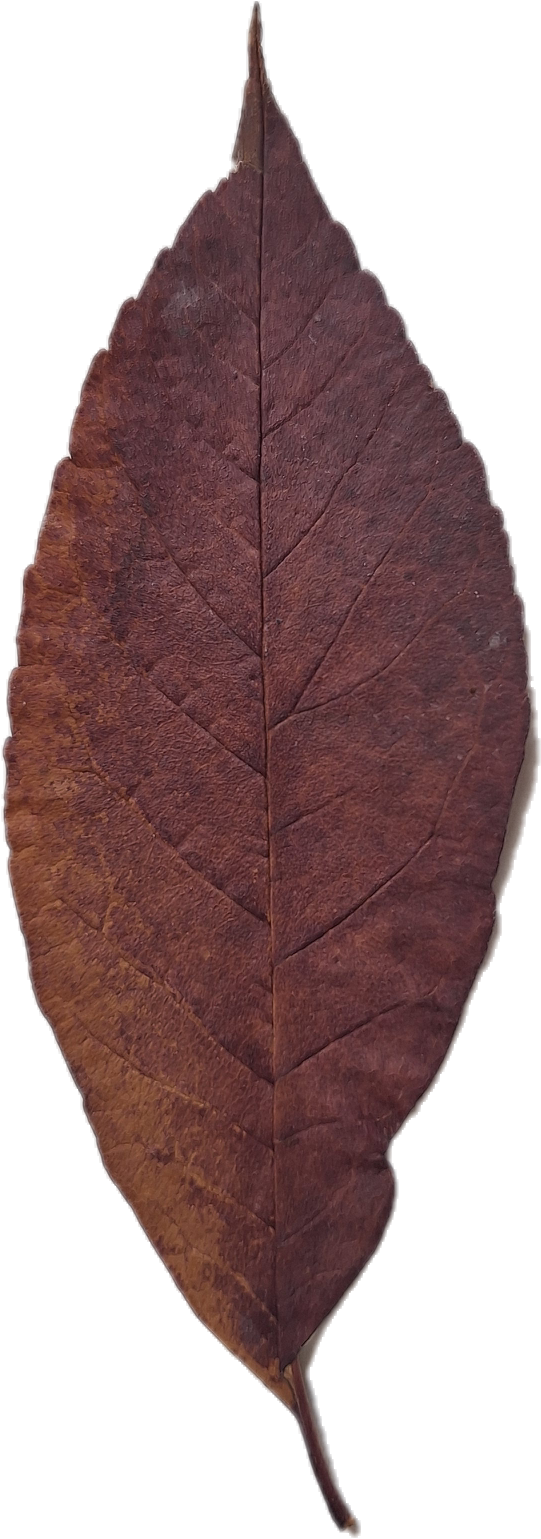 Dried brown leaf with detailed vein patterns.