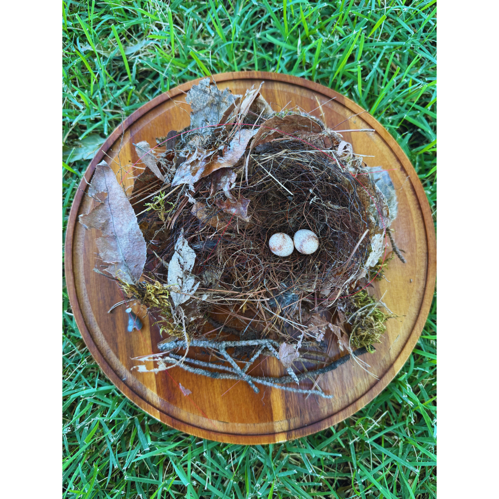 Carolina Wren Found Nest — Cake Plate Specimen No. 1