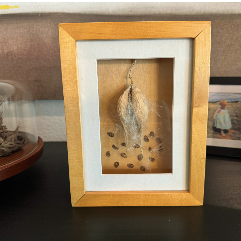 Honeyvine Milkweed — Framed Seed Pod