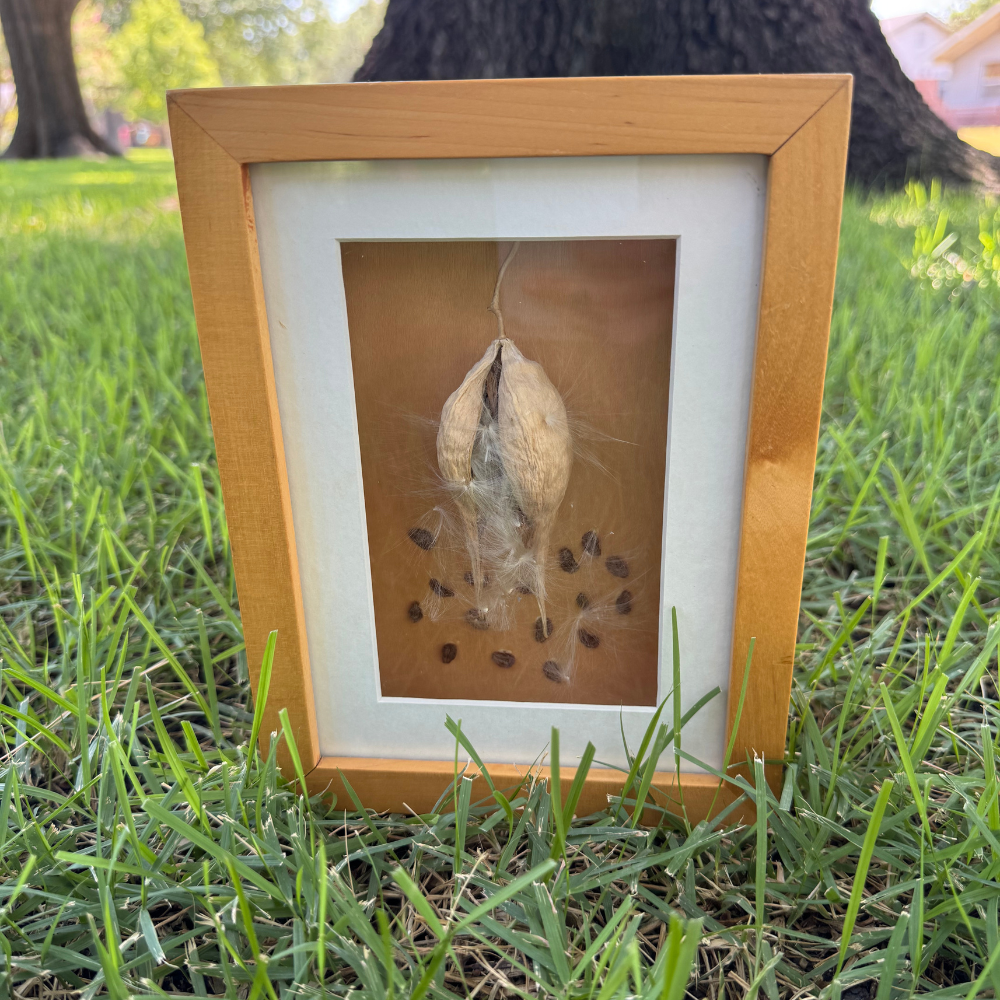 Seed Pod 3.png