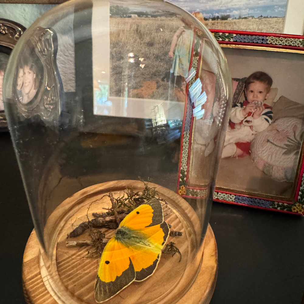 Orange Sulphur Butterfly — Found Specimen No. 1