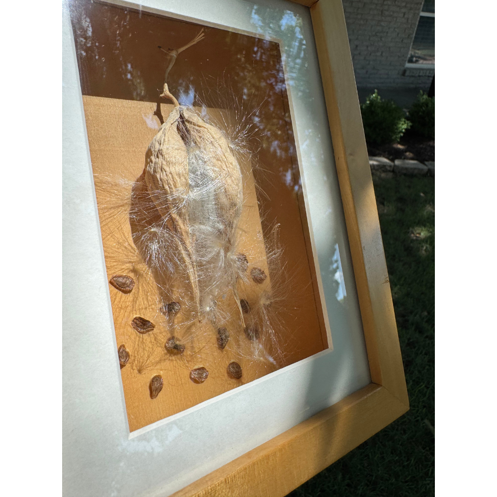 Seed Pod 4.png