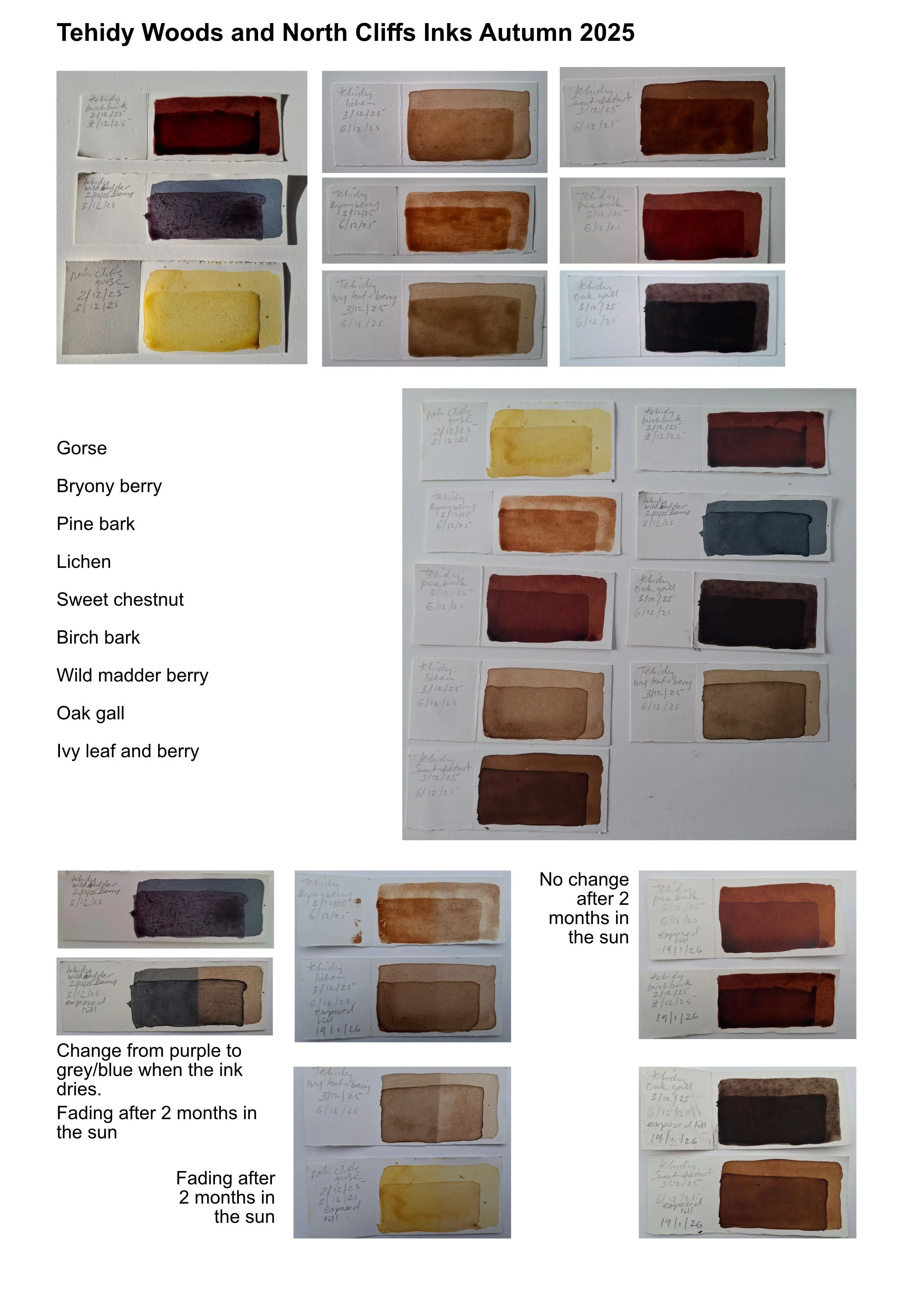 Tehidy Woods Collection: Drawing Ink (Water-based)