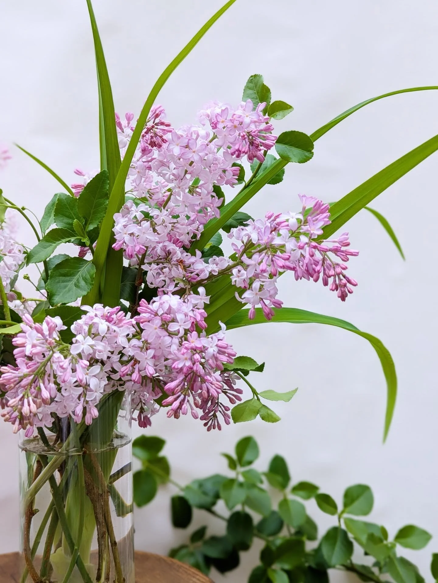 Flower tip #524: Give those lilac stems a vertical cut up the stem to split it and these thirsty girls will thank you by perfuming your home for days!