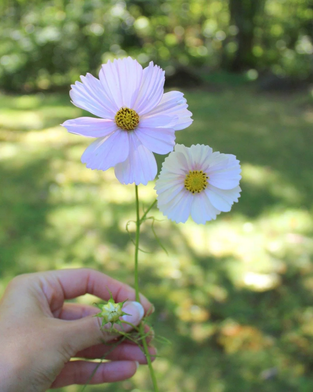 Cosmos are the late-summer fix to any arrangement that needs a little *movement* - add these dancers up high in your arrangement to add visual interest to any design!

These local beauties were grown at @goodbuddyfarm_ 
.
.
.
.
local flowers - cosmo 