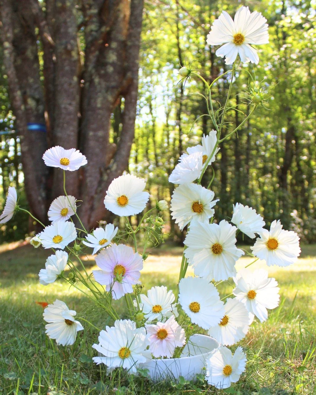 Just some cosmos in the yard.

.
.
.
.
maine flowers - local flowers - locally grown - seasonal - cosmos - late summer flowers