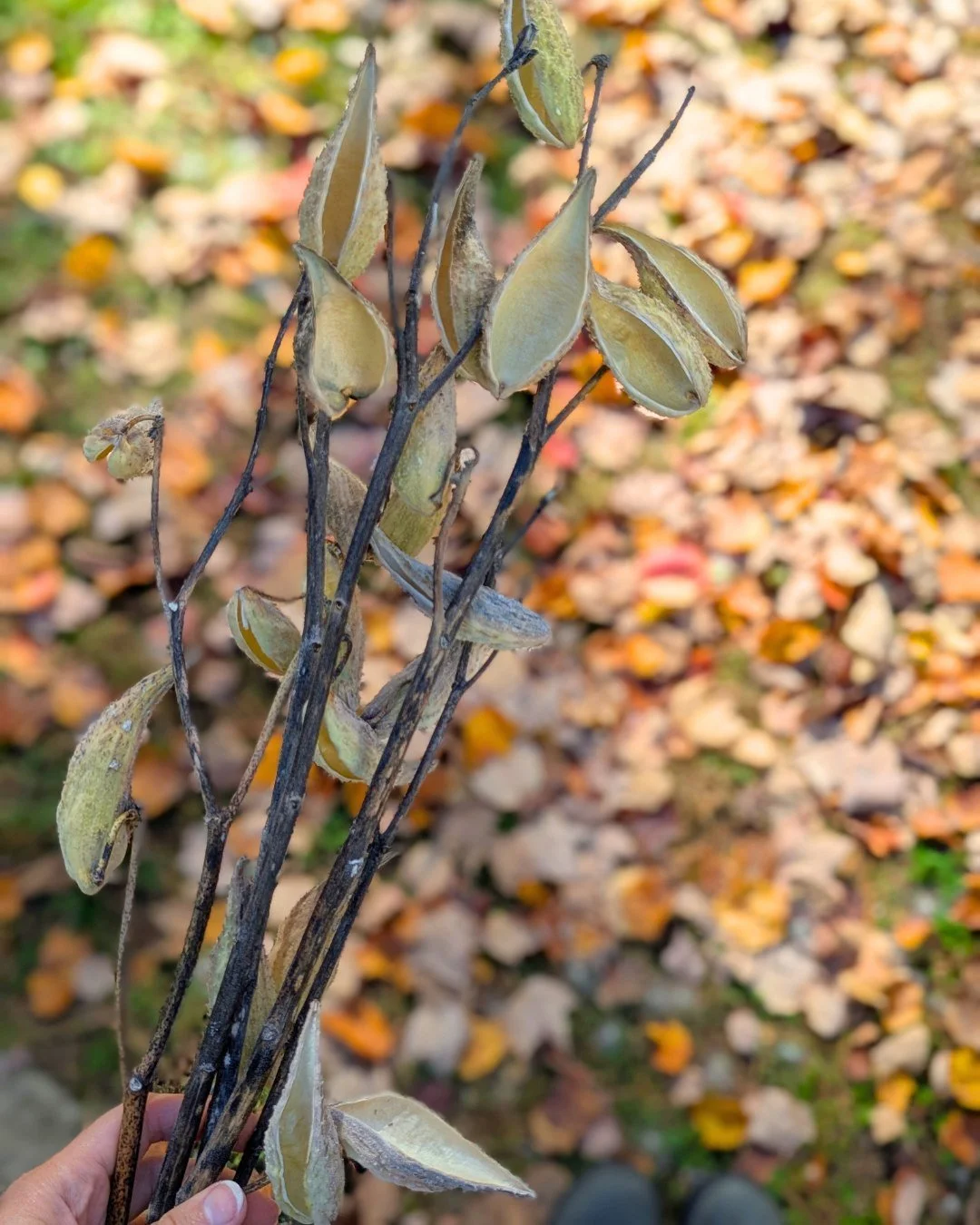 When you're knee-deep and 20 minutes into your foraging excursion and notice the poison ivy.... 😬 

probably still worth it though.

These will definitely be making it into a wreath sometime soon! 🤍