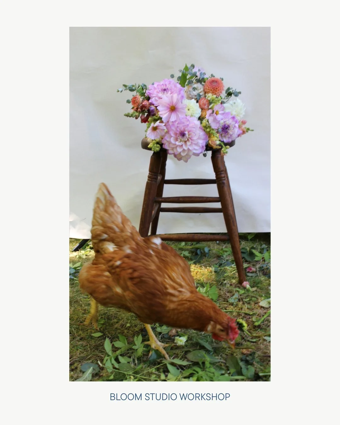 We've all got our helpers! This one doesn't have name, but if you have a suggestion drop it 👇️ 
.
.
.
.
.
floral design - maine flowers - chicken - local flowers - wedding flowers - bouquet - diy flowers