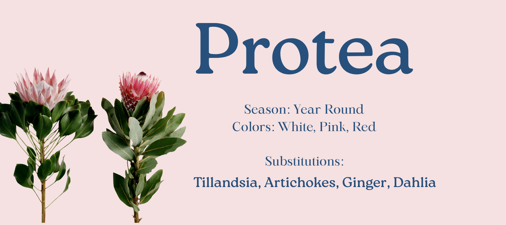 How to Substitute Flowers Like a Pro — Bloom Studio Workshop