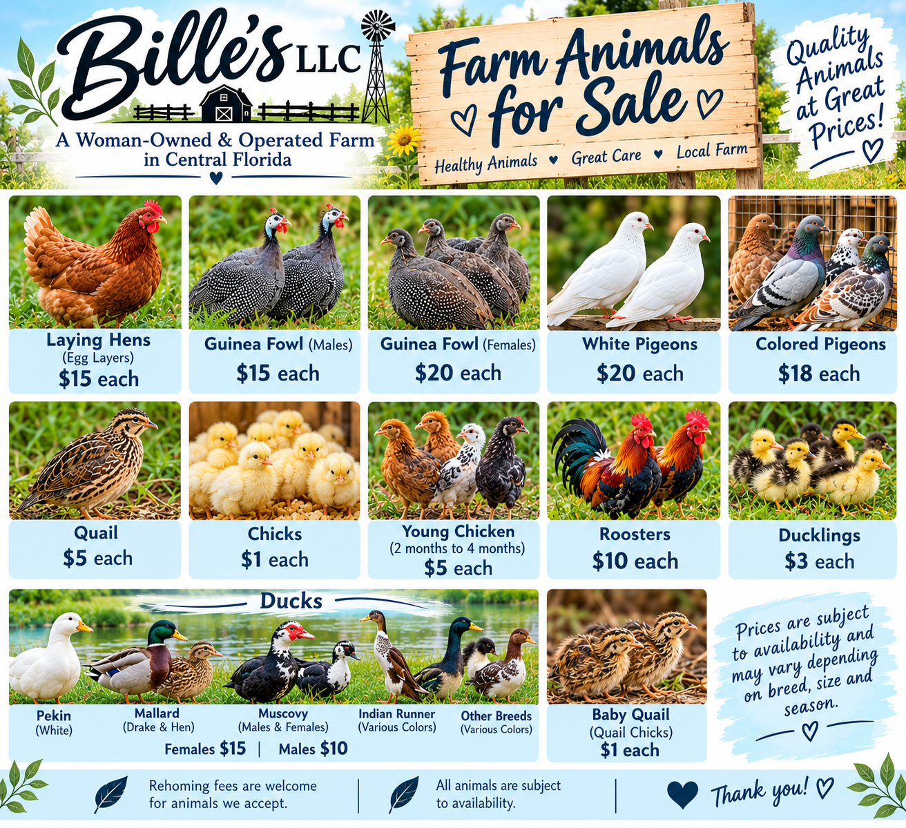 🐔 Poultry for Sale - Chickens, Ducks, Quail, Pigeons, Guinea Fowl