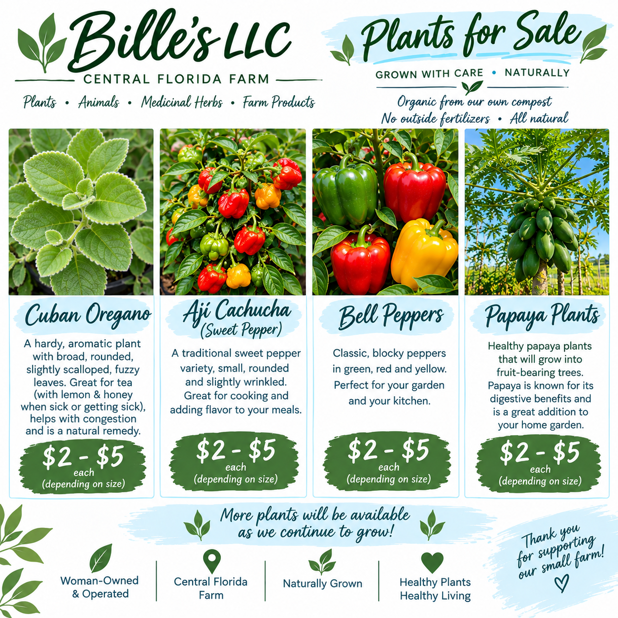 🌱 Plants for Sale - Cuban Oregano, Papaya, Bell Peppers, Sweet Pepper (Aji Cachucha) & More