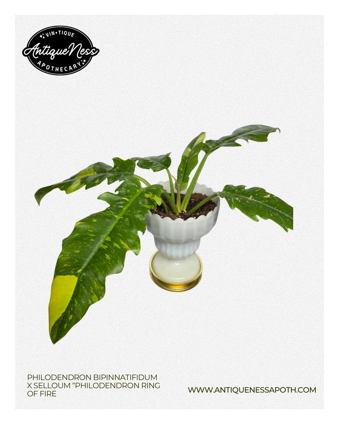 ring of  fire - 1.PNG