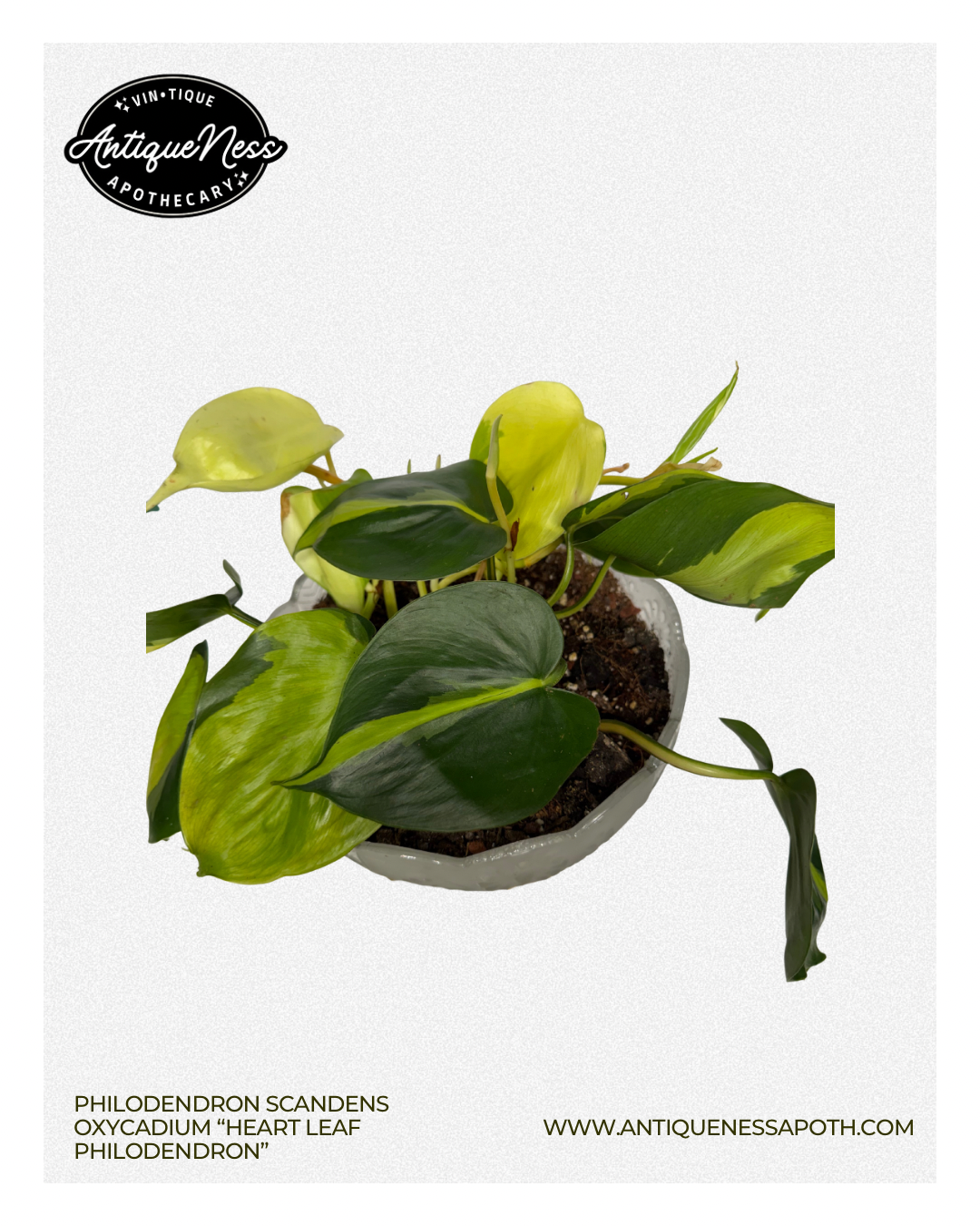Heart leaf philodendron - 2.PNG