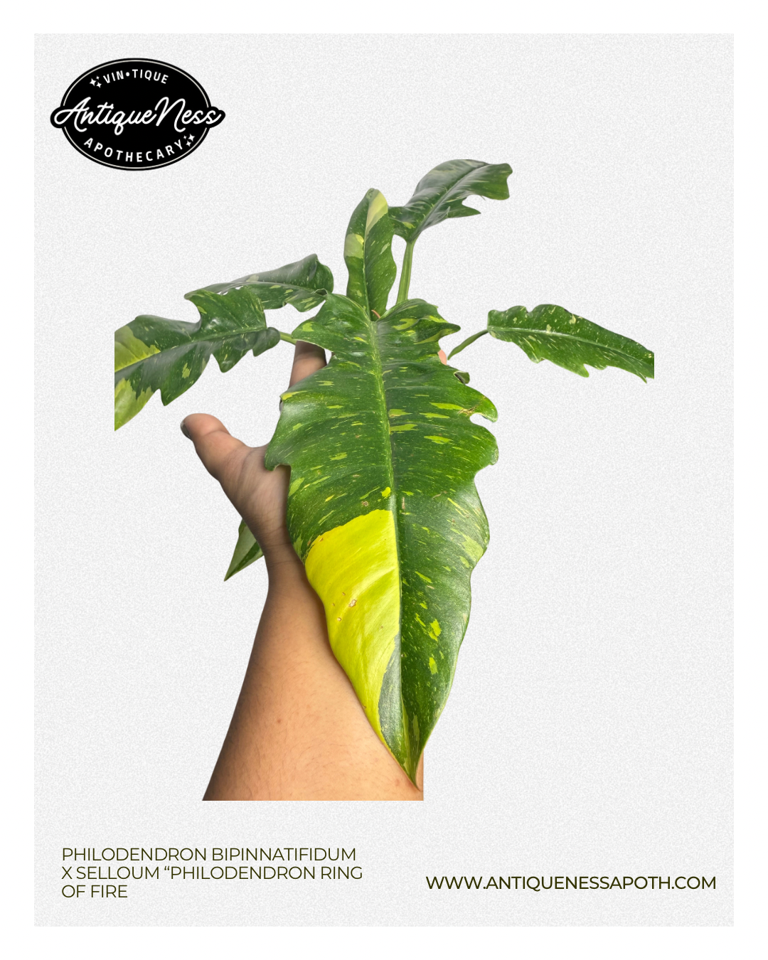 ring of  fire - 2.PNG