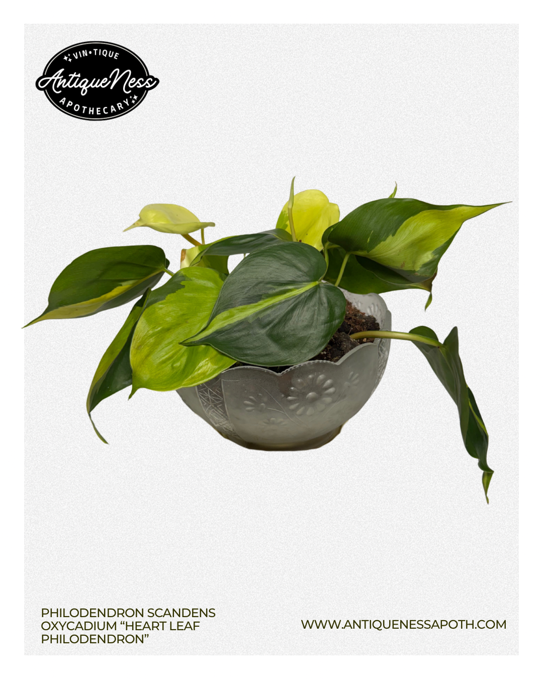 Heart leaf philodendron - 1.PNG