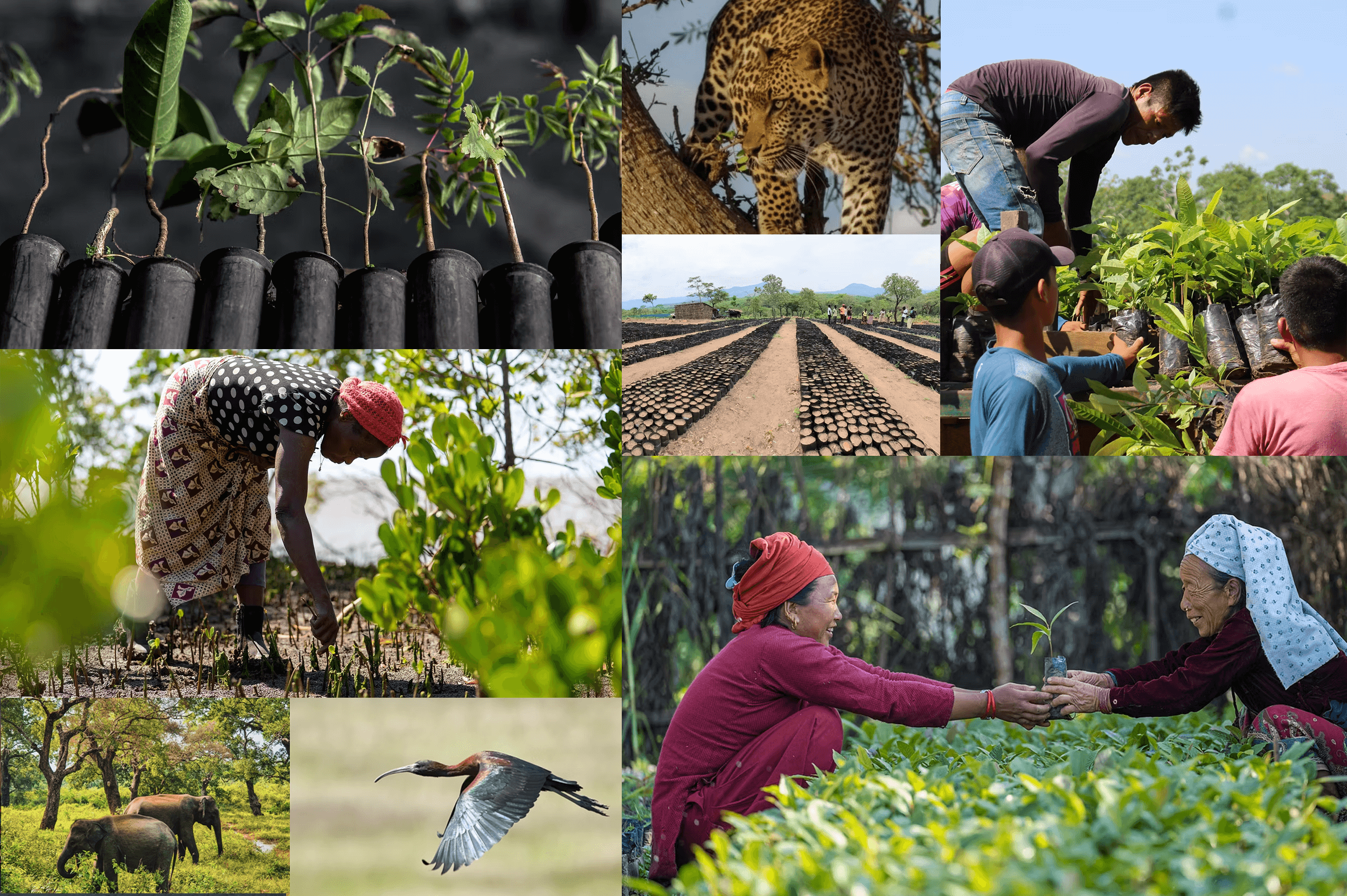 TreeSisters Reforestation Planting Partners in Kenya, Brazil, Nepal