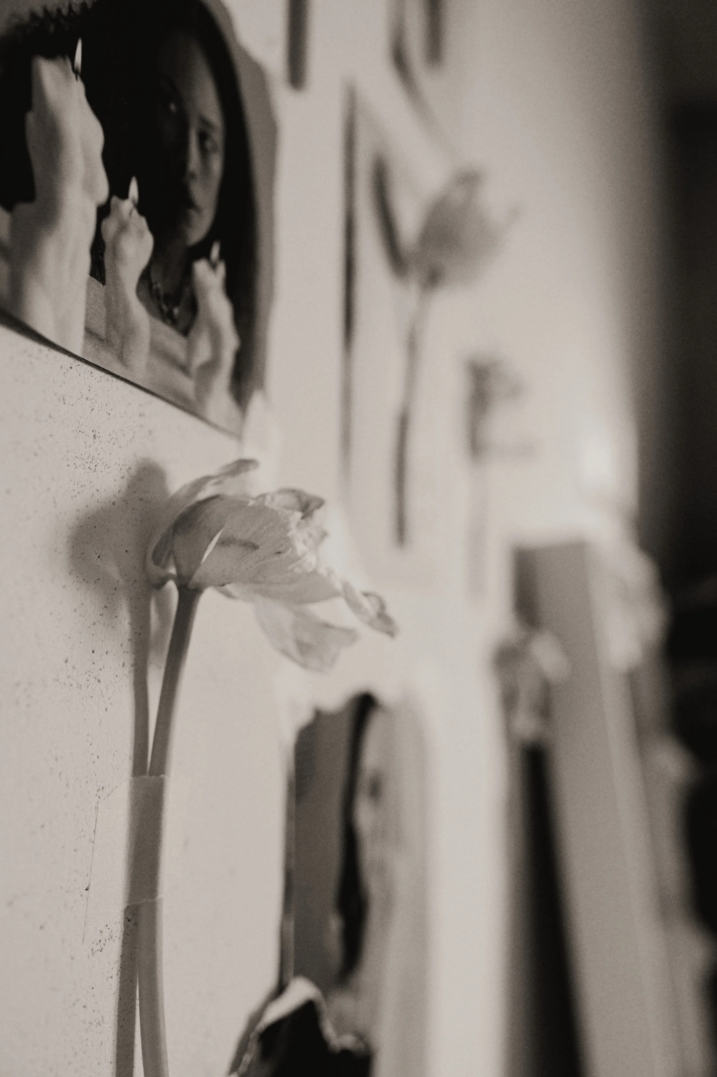 Close-up of wilted flower and photographs on a wall in black and white.
