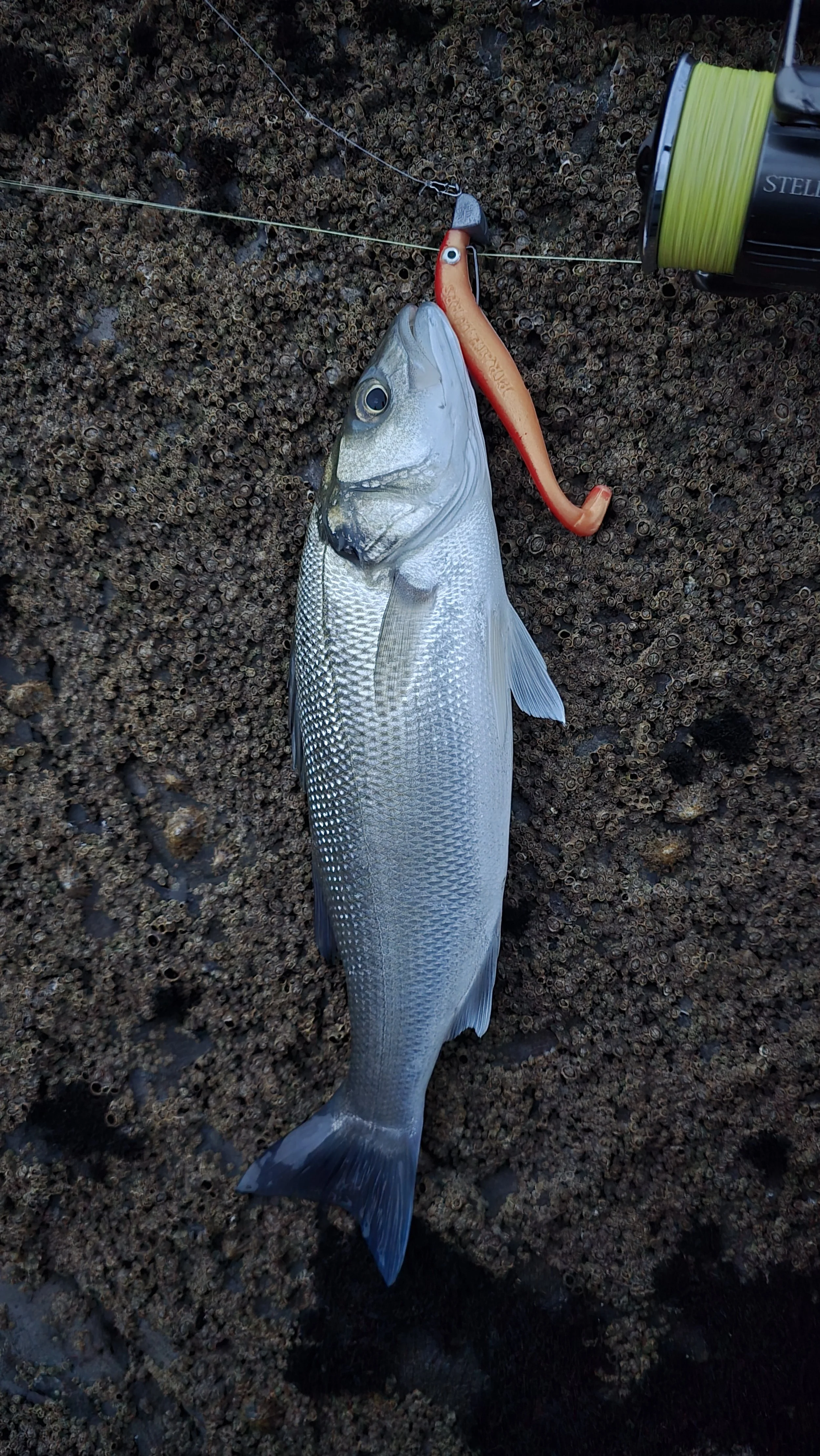 Rugged Coastlines and Reset Clocks