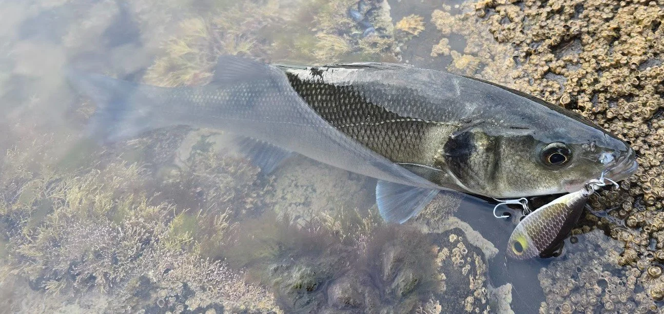 Samson Shad Compact Mini — One of My Go-To Bass Lures