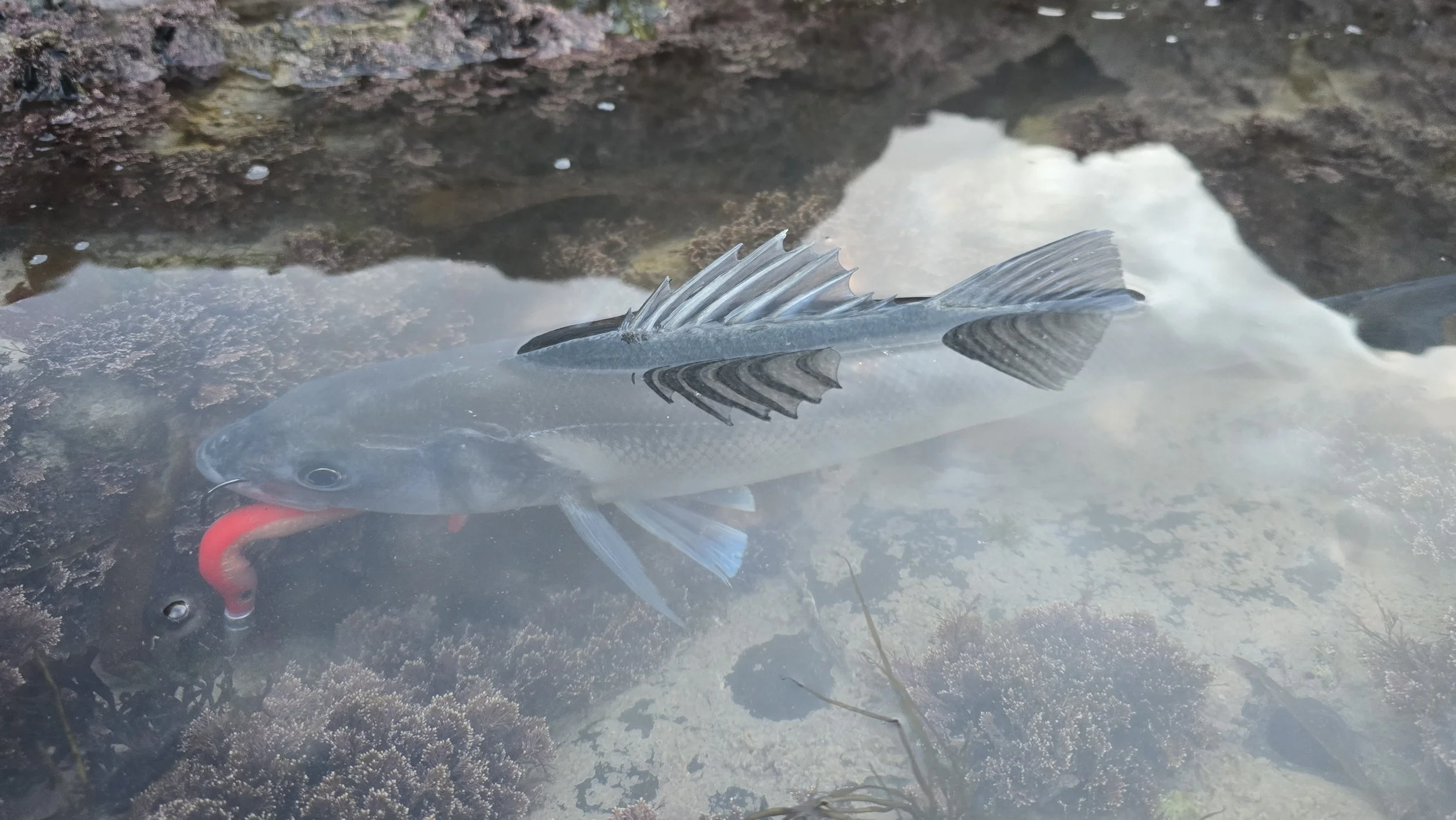 Bass on Hyped Rhubarb & Custard Pirate Lures Teaser.jpg