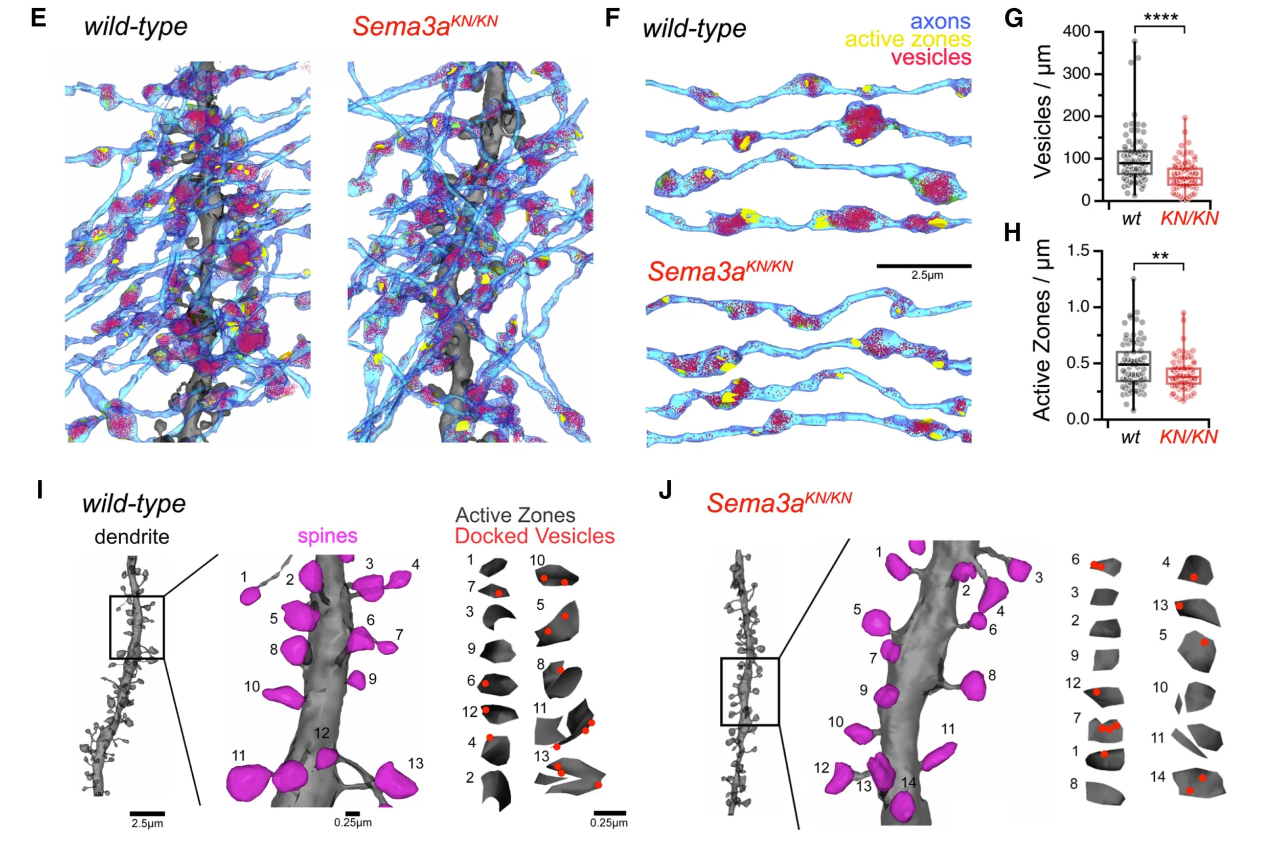 A unifying mechanism for presynaptic homeostatic plasticity at mammalian peripheral and central synapses