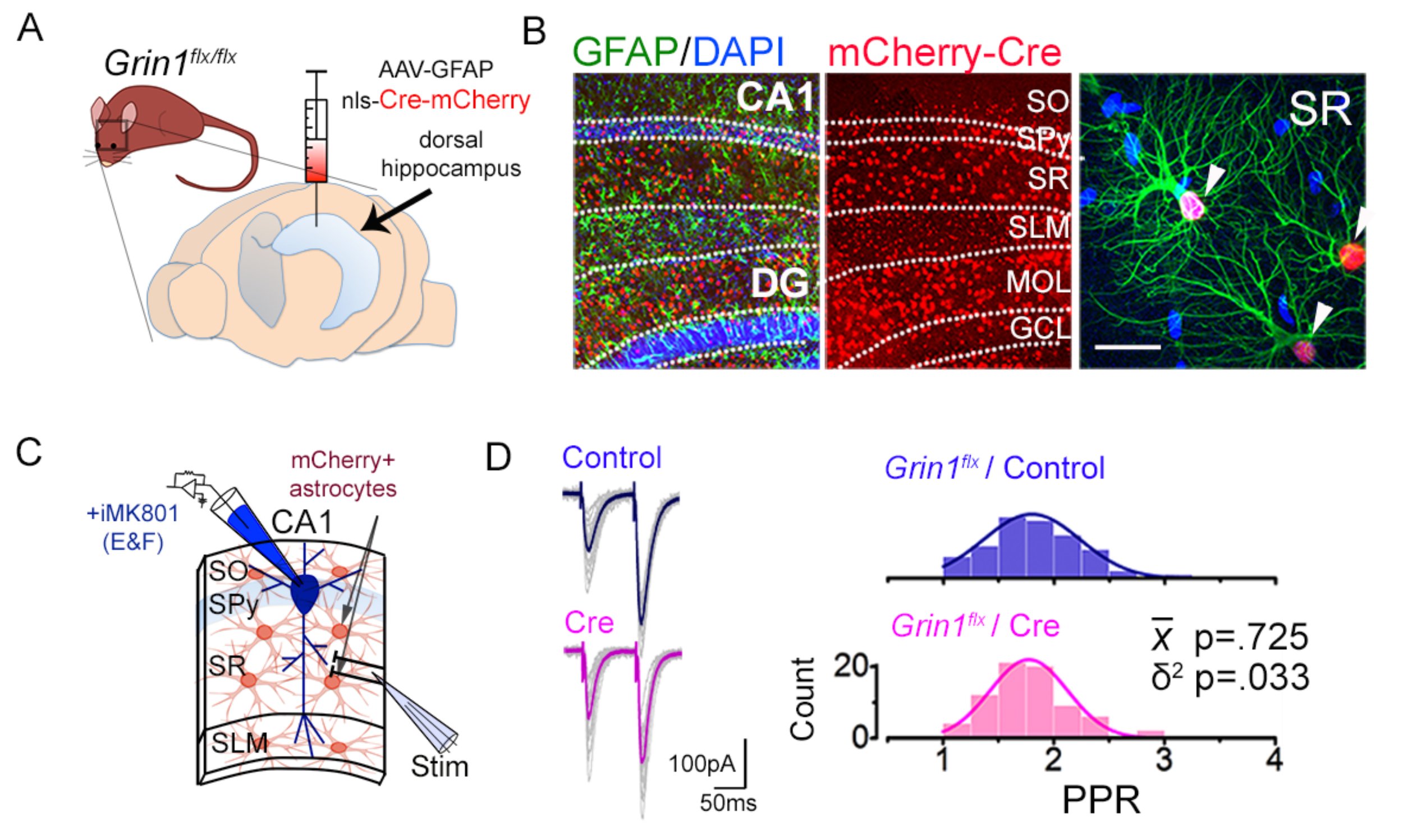 Astrocyte GluN2C NMDA receptors control basal synaptic strengths of hippocampal CA1 pyramidal neurons in the stratum radiatum