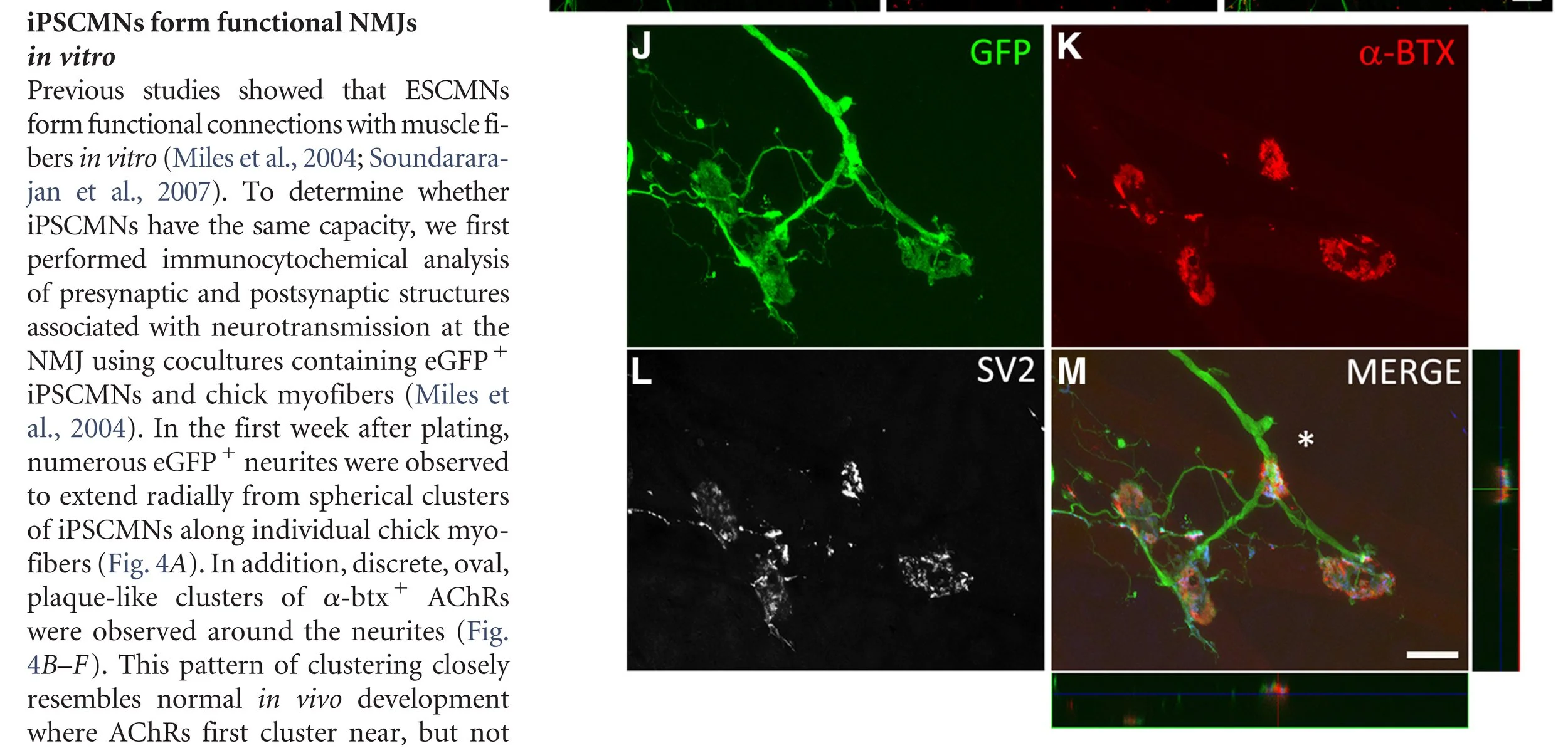 Motoneurons derived from induced pluripotent stem cells develop mature phenotypes typical of endogenous spinal Motoneurons