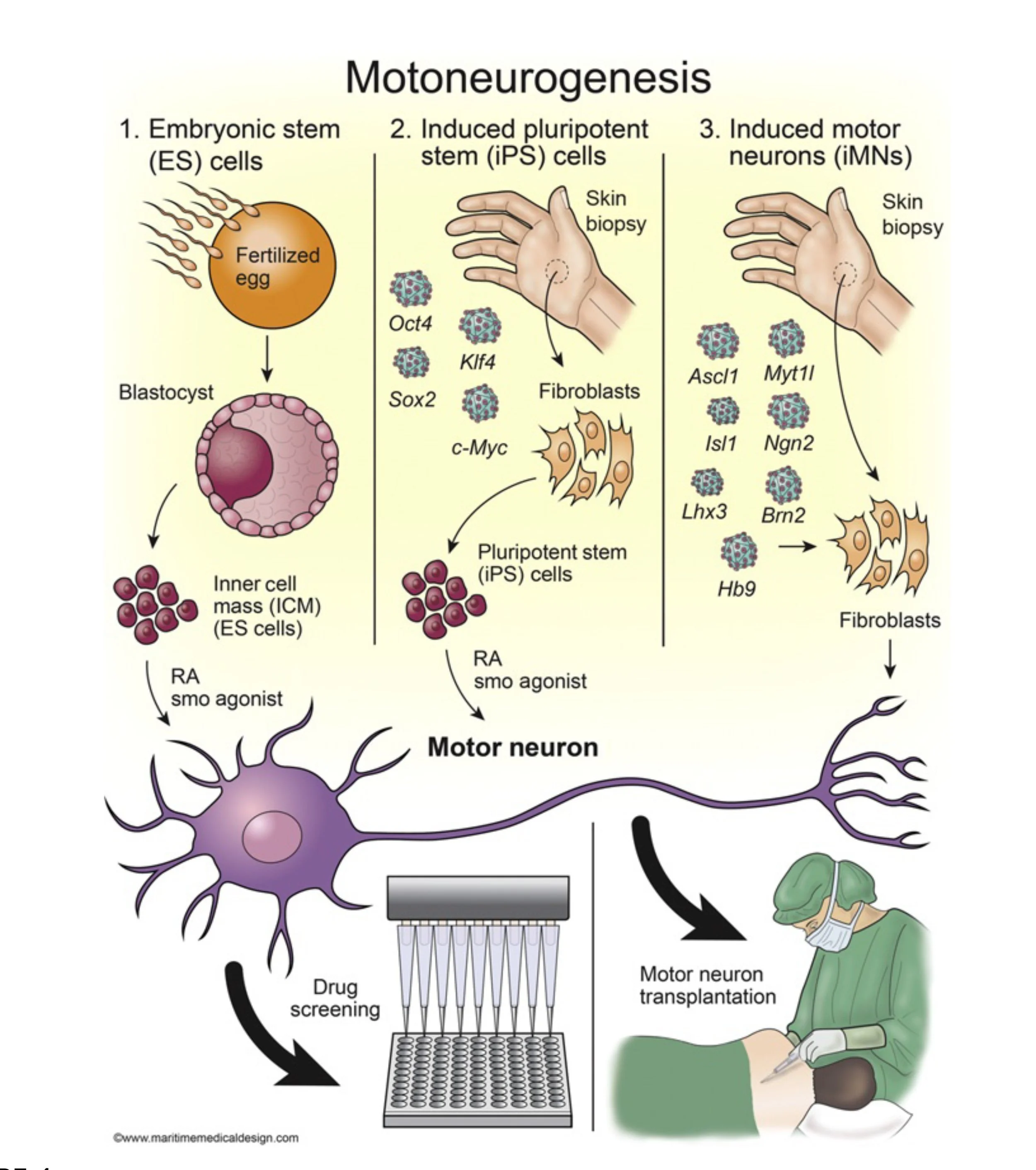 Chapter 16 - Generation of motor neurons from pluripotent stem cells