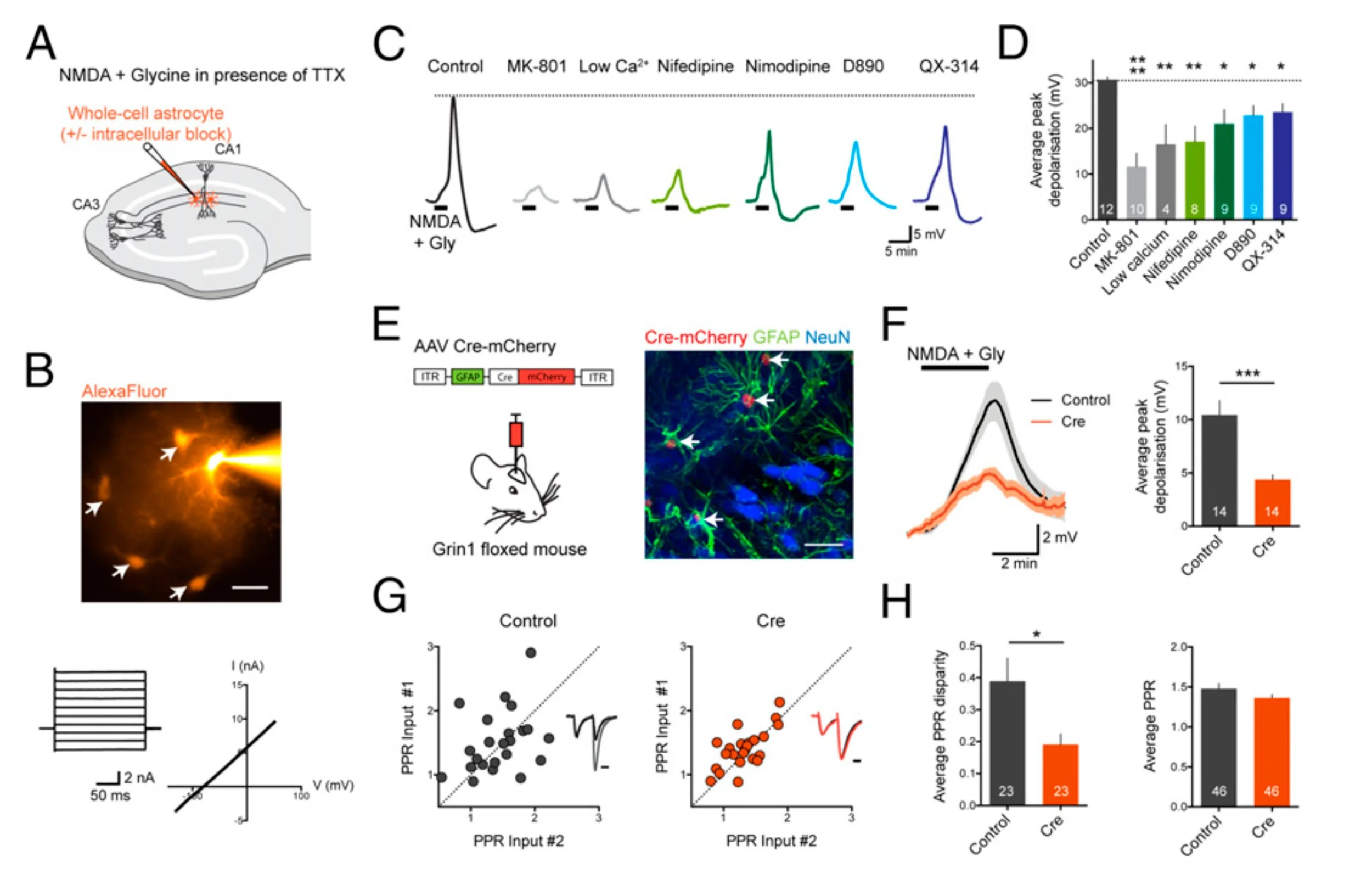 Astrocytes regulate heterogeneity of presynaptic strengths in hippocampal networks