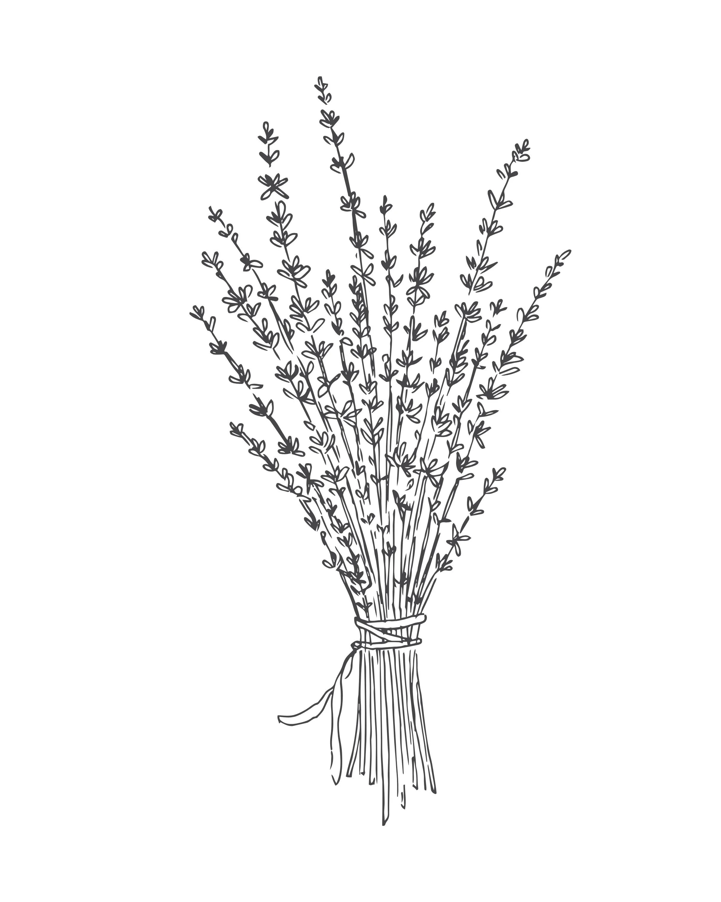 Black line drawing of a bouquet of lavender tied with a ribbon.