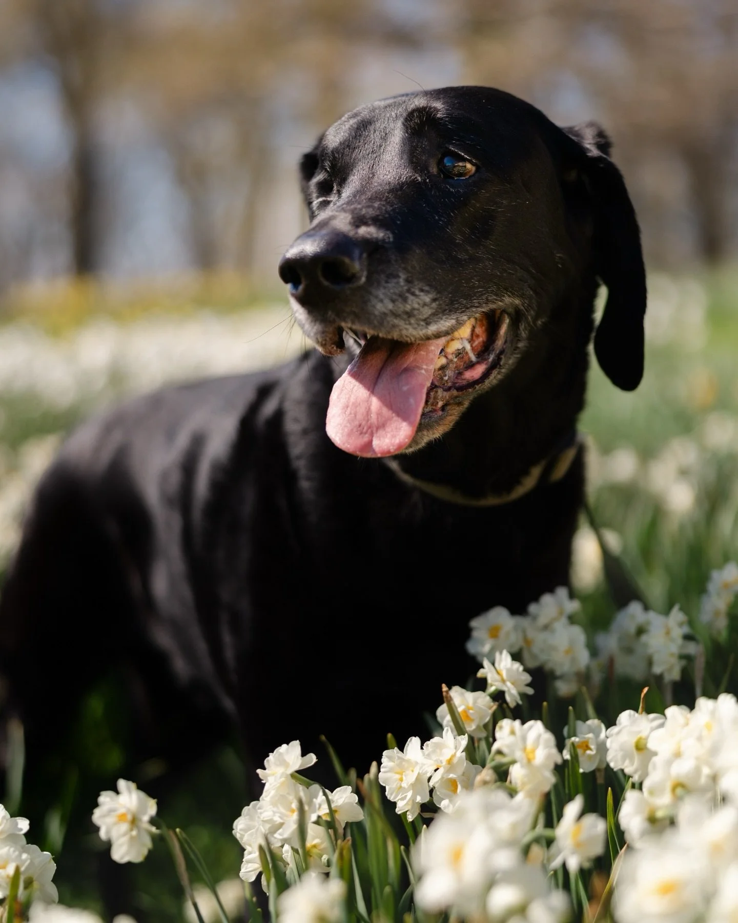 🐾 Caitlin reached out to me to document her Senior Dog Duke. I remember reading her message while sitting next to my own black lab, and it just hit me. Those moments feel a little bigger than coincidence&hellip; like you&rsquo;re exactly where you&r