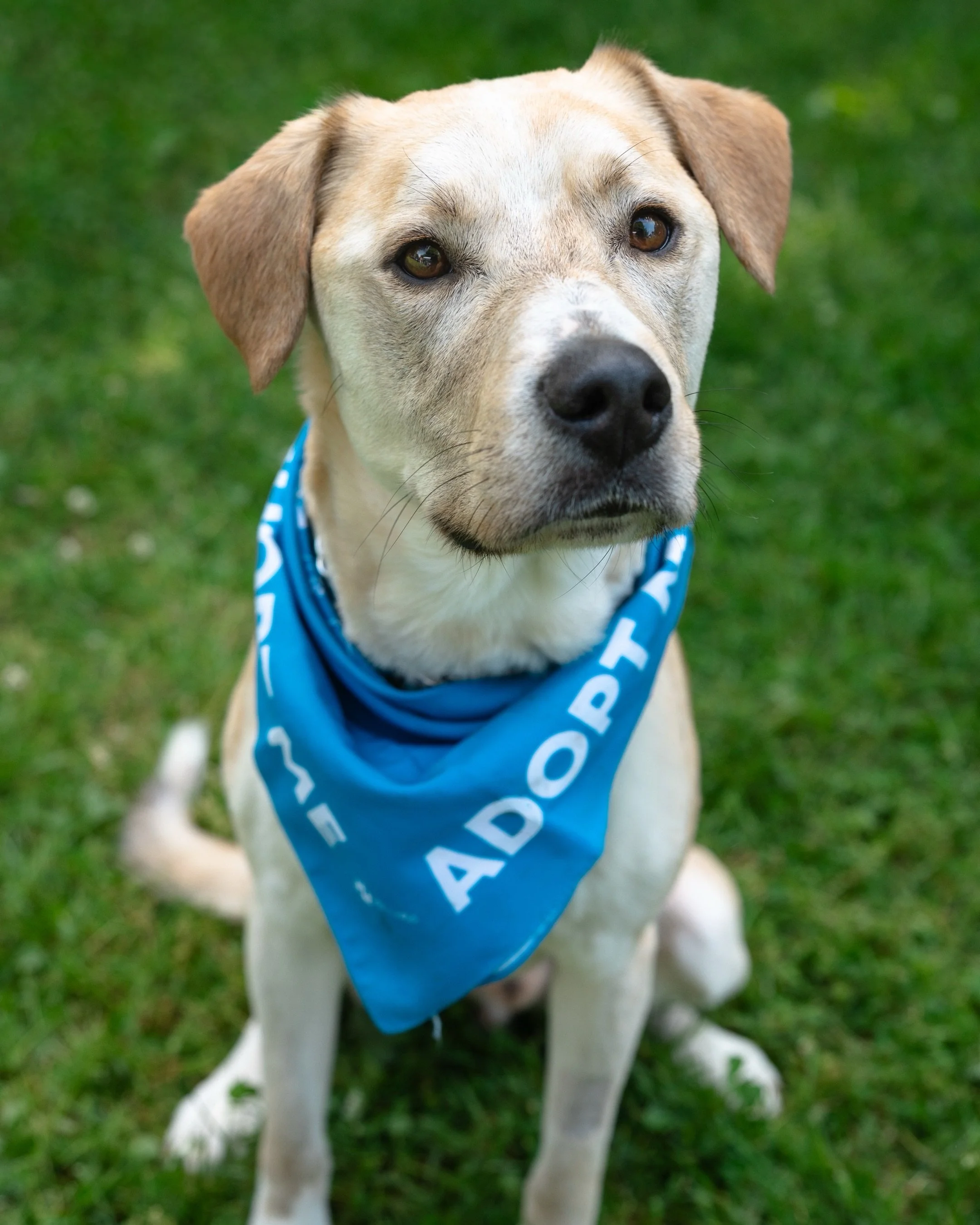 Green&rsquo;s Photography had so much fun snapping shots at FIDOFEST 2026! 🐾📸🐕&zwj;🦺💚
Link to the photos in my bio! 

It was such a great event at Garden Park in Warwood. Thanks so much for a great event @wheelingheritage 

&amp; all the vendors