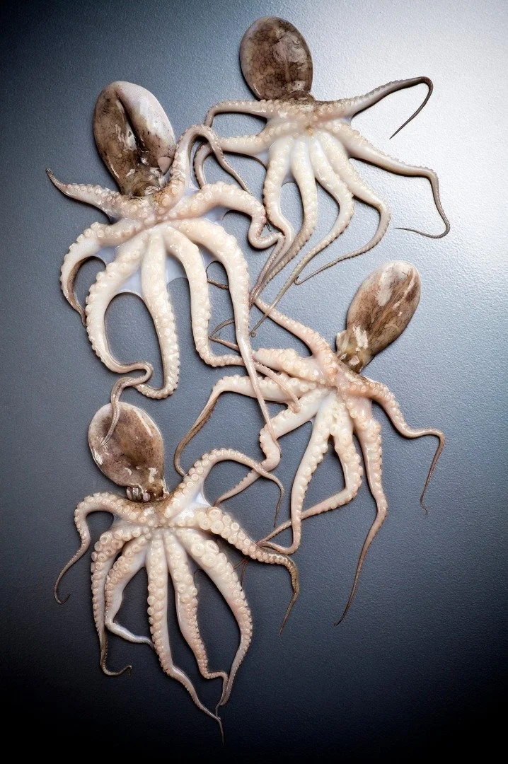Baby Octopus