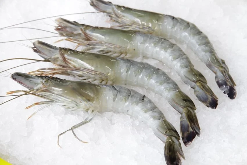 Black Tiger Shrimps