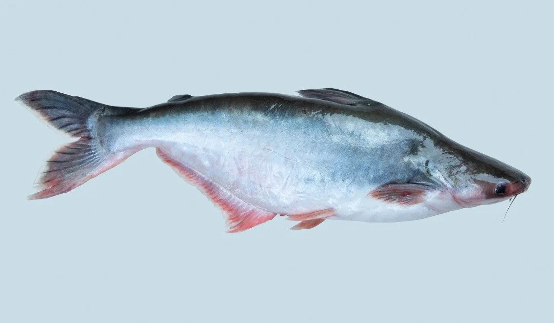 Pangasius Whole Round