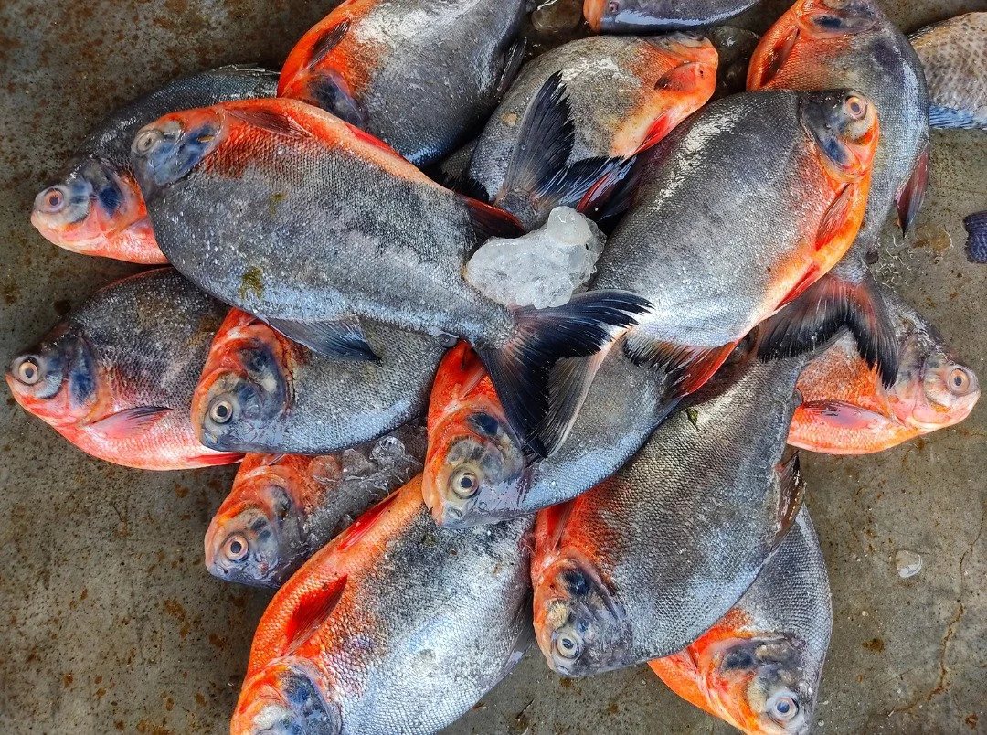 Red Pacu Whole Round