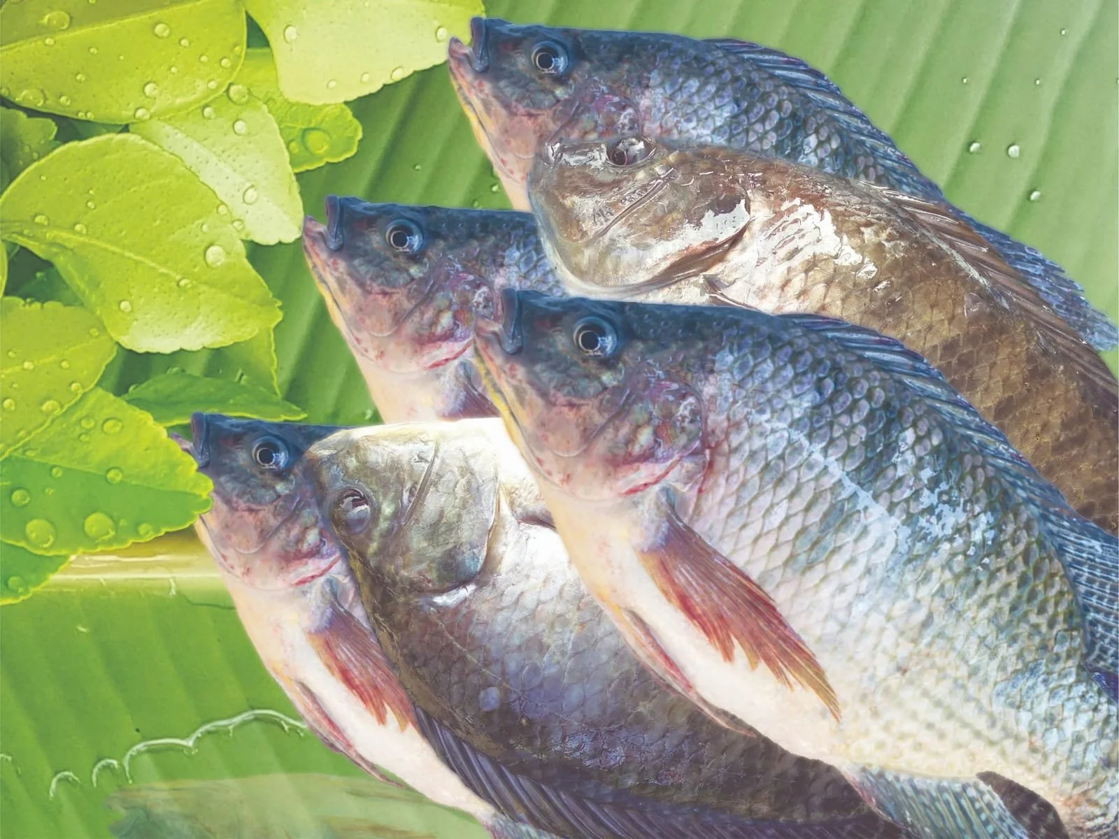 Black tilapia Whole and gutted
