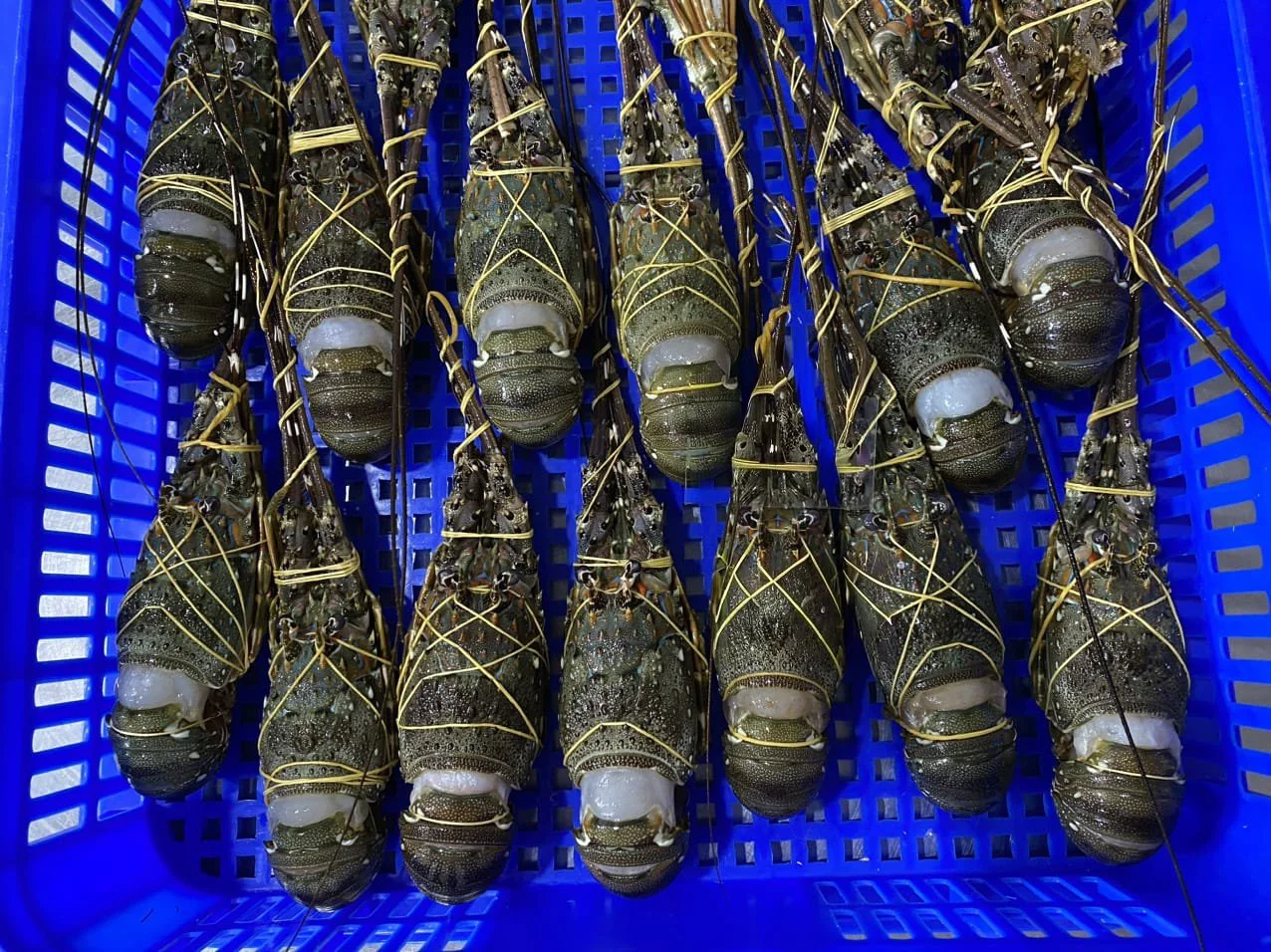 Lobsters 