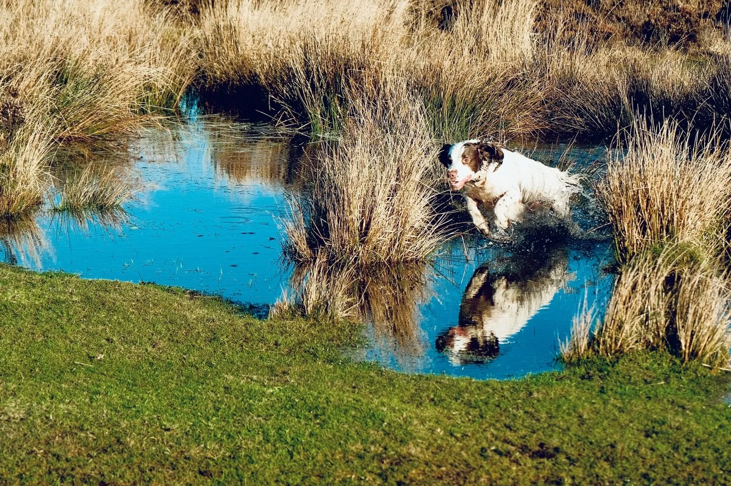 #sundayrun #springerspaniel #exmoor