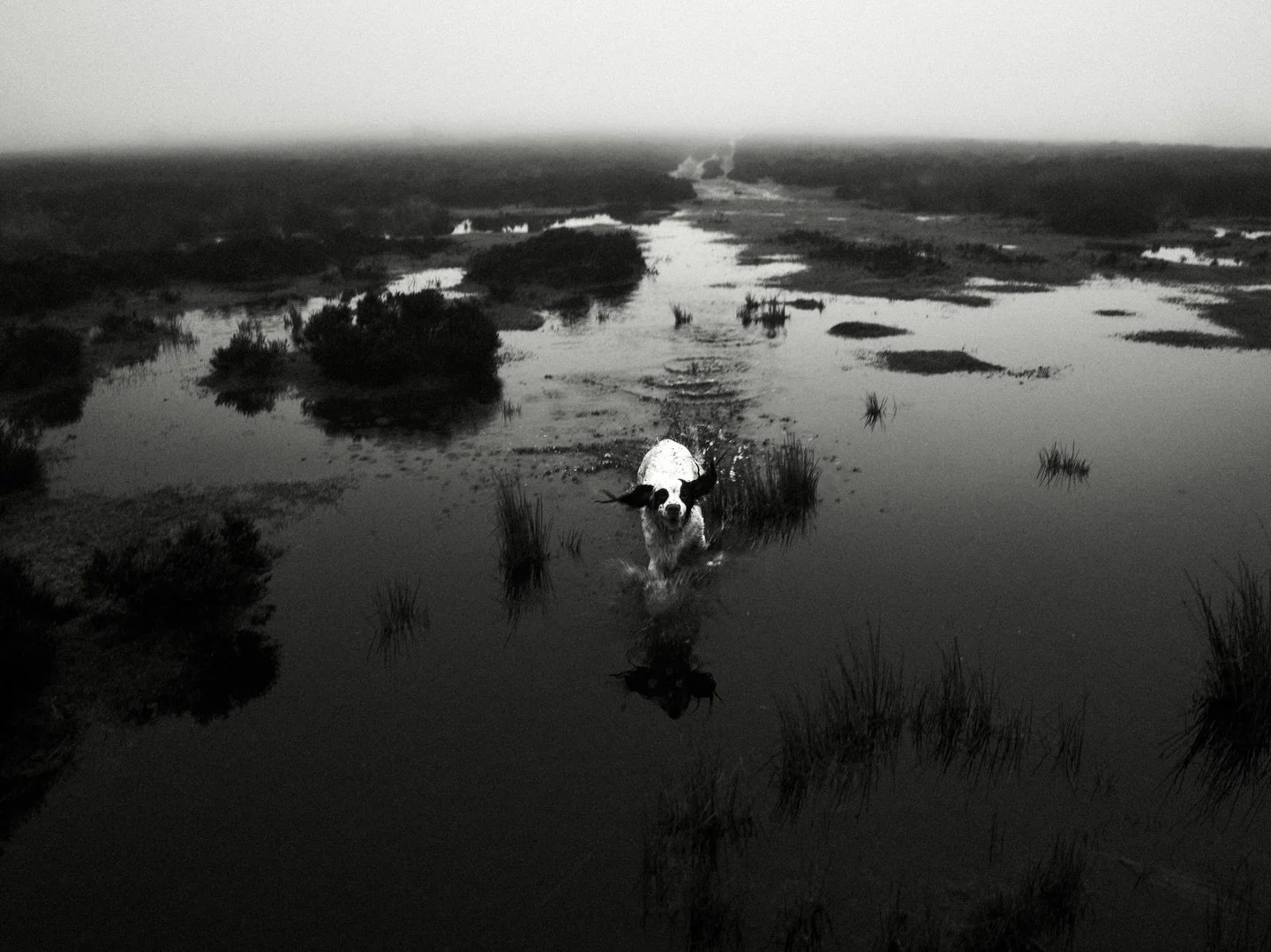 Only a few weeks ago @devon.dex was breaking the ice to swim, now the water is everywhere! #exmoor #springerspaniel