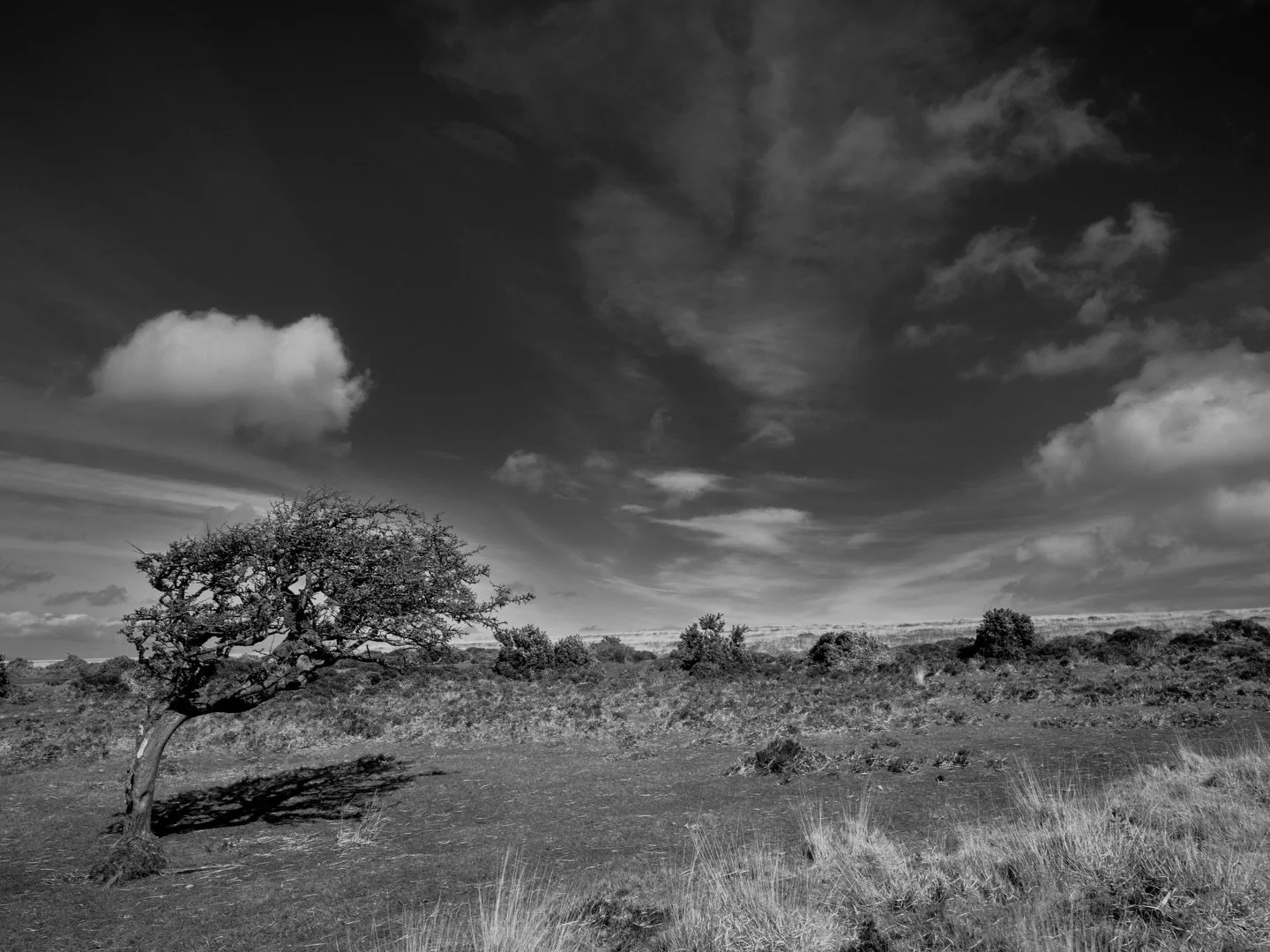 Not such a warm wind blowing yesterday, but definitely sky blue! From Berlin back home to #exmoor #cloudporn #tree #picoftheday #gfx100rf