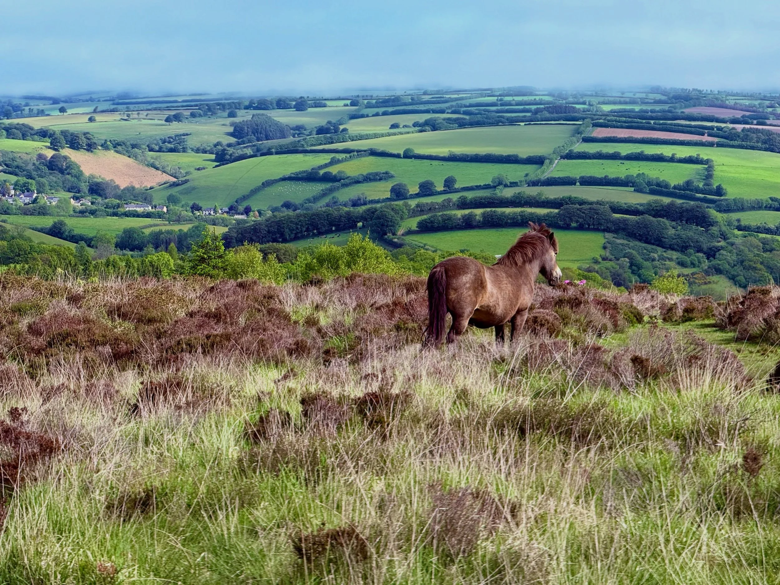 Home! #exmoorpony surveying the rolling green hills of #exmoor #nature