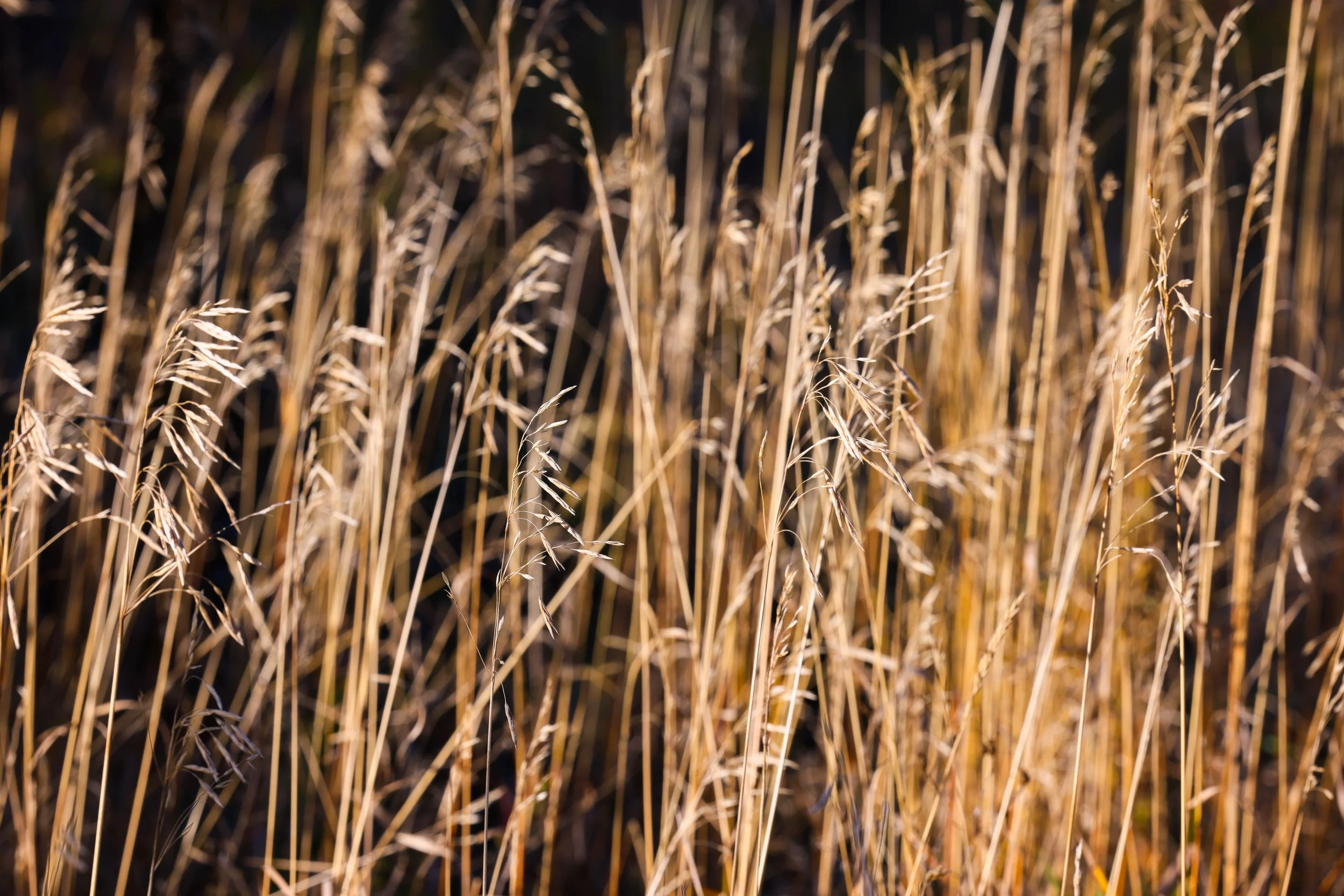 121 Harlow Rd-16.jpg